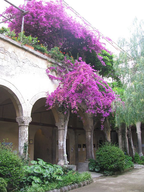 "A world which sees art and engineering as divided is not seeing the world as a whole." – Professor Sir Edmund Happold. Flower blossoms at Ancient Capital