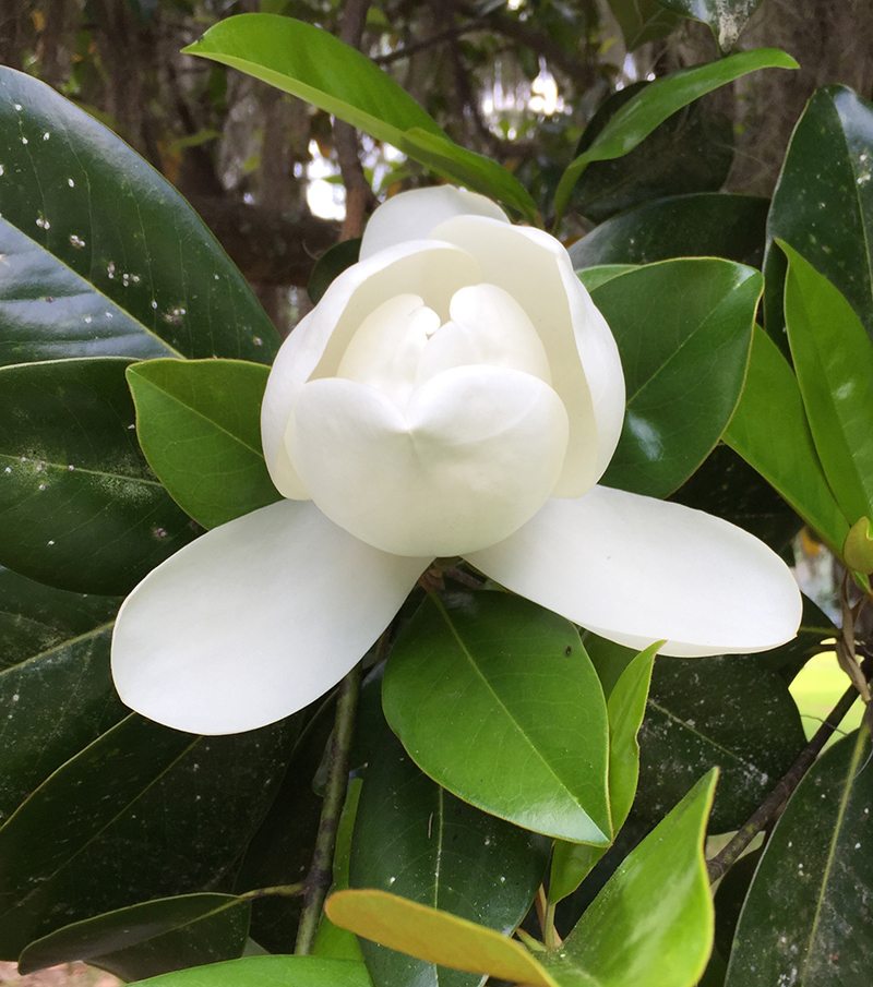 "There is no "The End" to be written, neither can you, like an architect, engrave in stone the day the garden was finished; a painter can frame his picture, a composer notate his coda, but a garden is always on the move." - Mirabel Osler. Magnolia Blossom